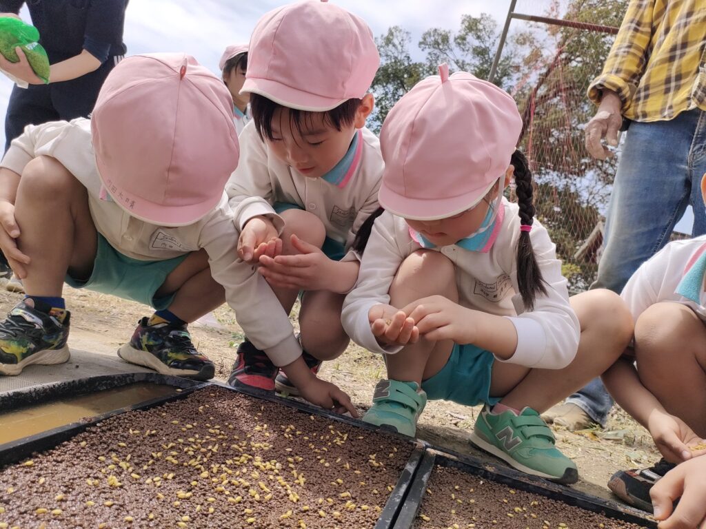 手のひらの種をじっとのぞきこむ、さくら組さん(5歳児クラス)の稲の種まき
