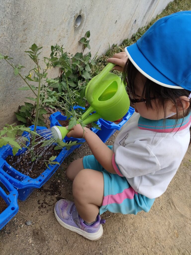 自分で選んだ夏野菜の苗に、たっぷりと水をあげるもも組(4歳児クラス)