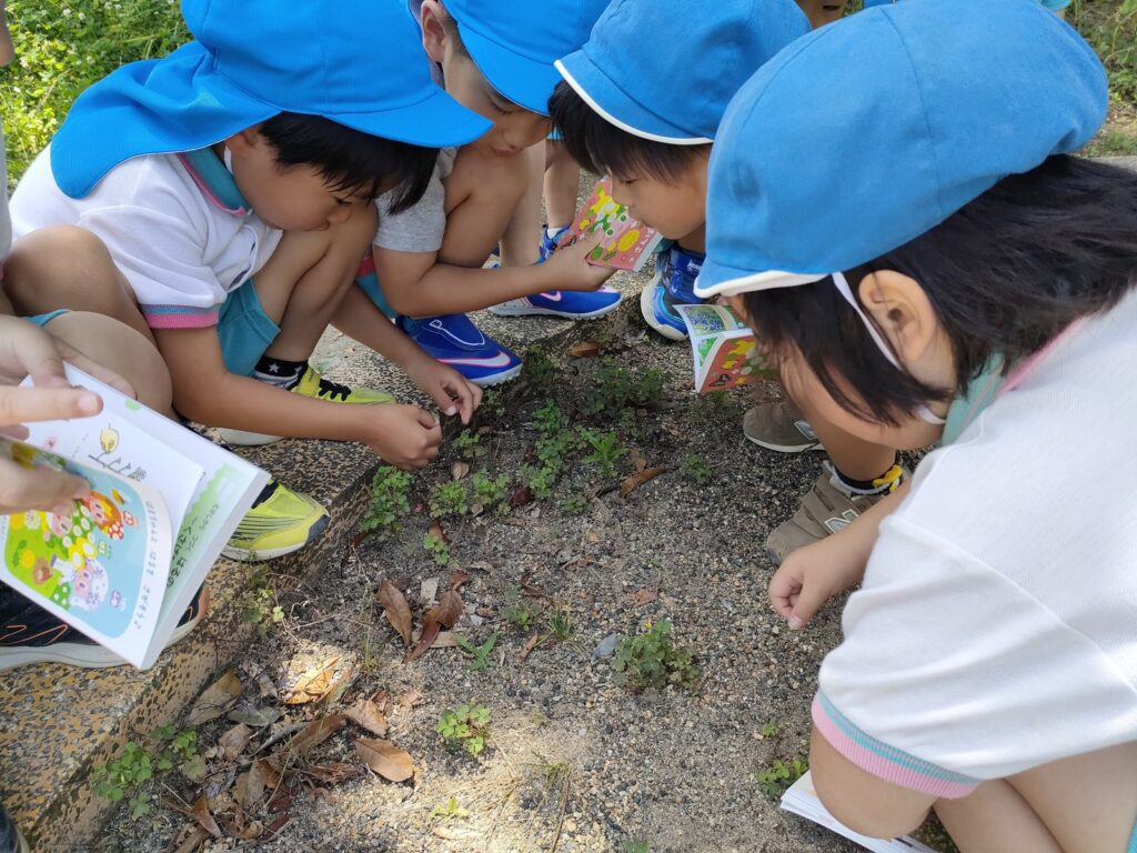 「これってシロツメクサじゃない?」お散歩図鑑を開くもも組さん(4歳児クラス)