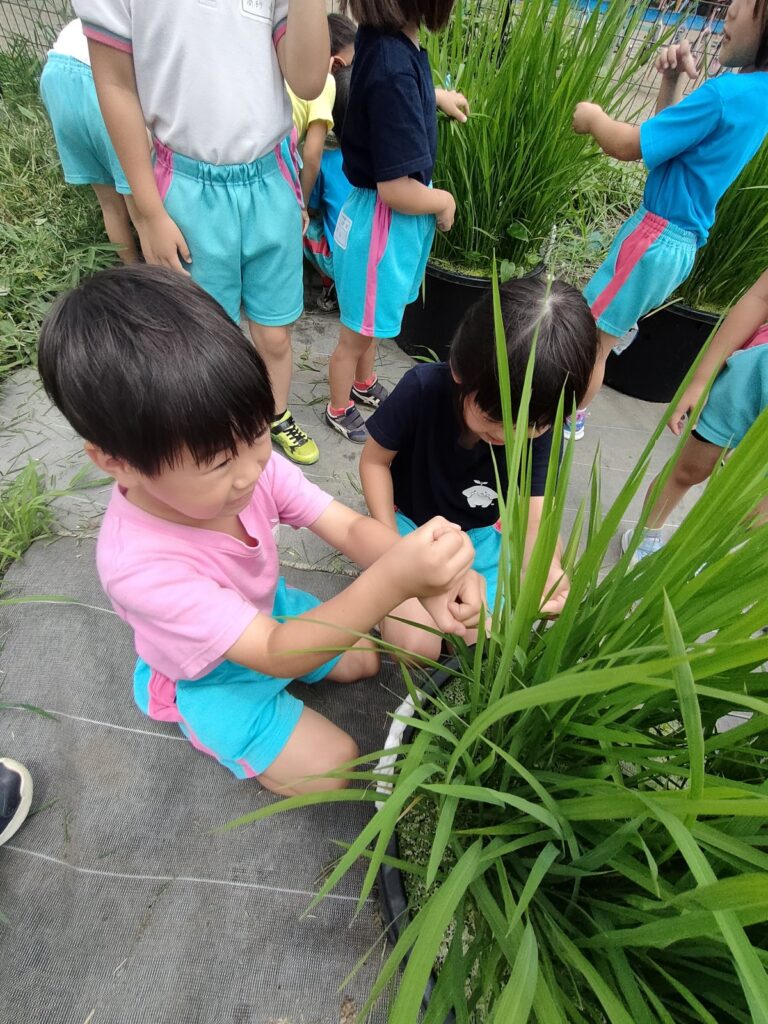 こぶしをものさしに、稲の高さを測るさくら組さん(5歳児クラス)